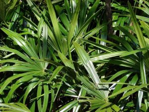 Leaves at Makawao, Maui - Credit: Forest & Kim Starr - Plants of Hawaii - Image licensed under a Creative Commons Attribution 3.0 License, permitting sharing and adaptation with attribution.