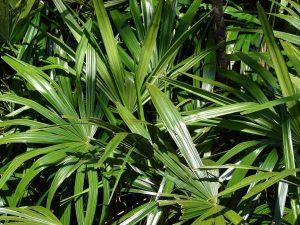 Leaves at Makawao, Maui - Credit: Forest & Kim Starr - Plants of Hawaii - Image licensed under a Creative Commons Attribution 3.0 License, permitting sharing and adaptation with attribution.