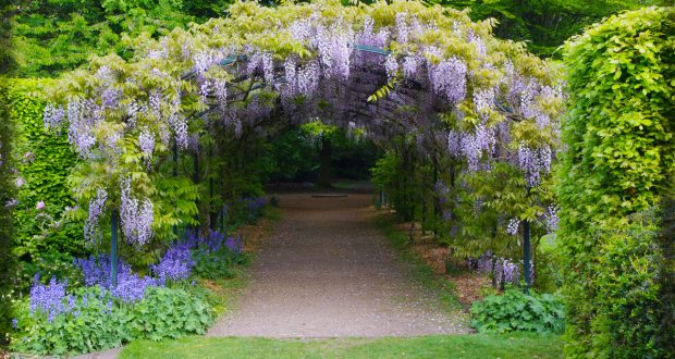 glycine