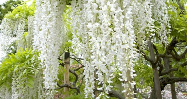 glycine blanc