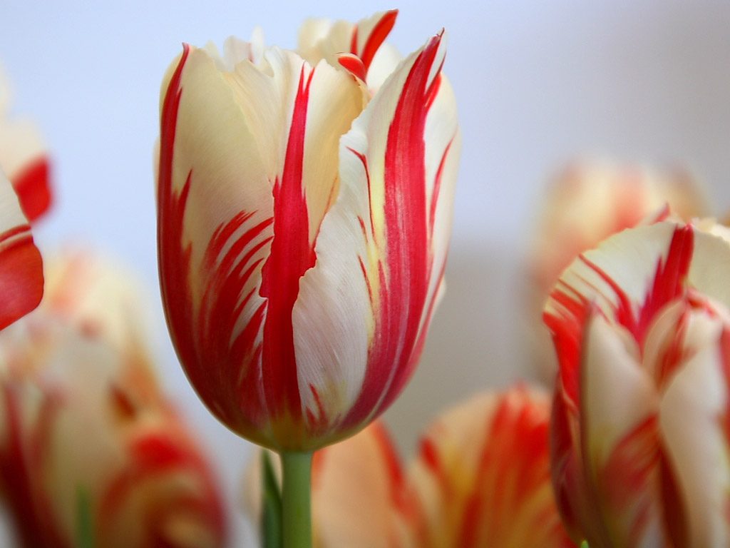 tulipes 1