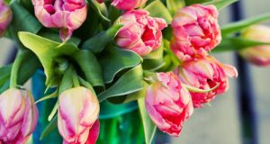 Conseils d’entretien des tulipes