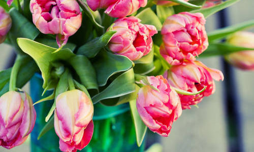 Conseils d’entretien des tulipes