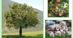 Avril au jardin fruitier – plantation et récolte