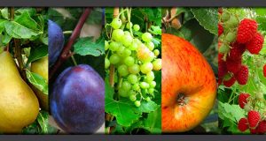 Avril au jardin fruitier – entretien