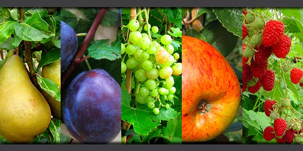 Avril au jardin fruitier – entretien