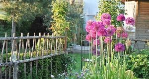 Mai au jardin d&rsquo;ornement