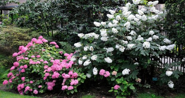 C’est le moment de bouturer les hortensias: simplissime!