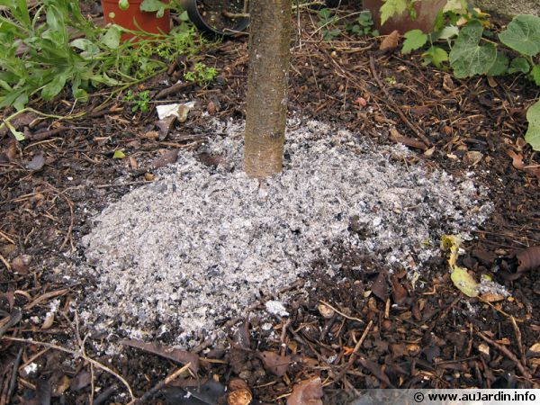 Utiliser les cendres au jardin