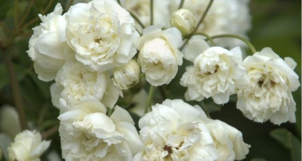 rosa-banksiae-alba-plena-rosier-liane-sans-epines-blanc