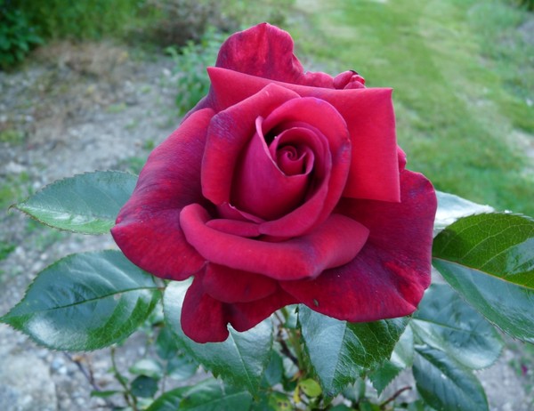 rose rouge riera venelles aix