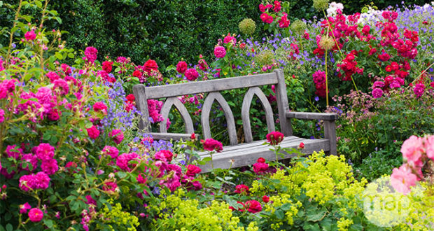 Rosiers en mai