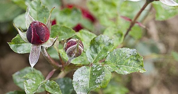 oidium-rosier-riera
