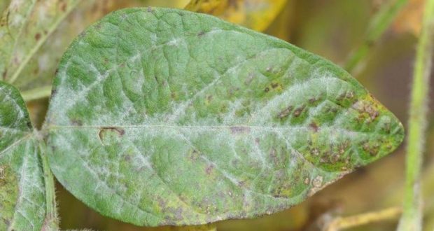 oidium2
