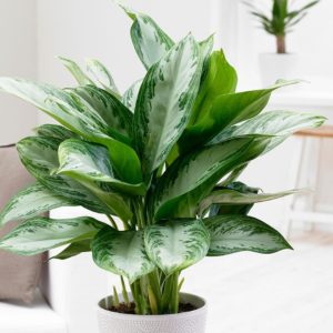 Aglaonema