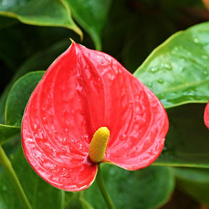 anthurium-red-plant