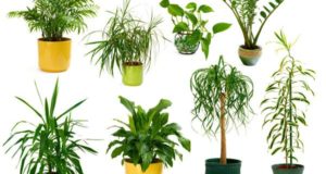 10 plantes d’intérieur dépolluantes