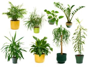 10 plantes d intérieur depolluantes