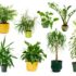 10 plantes d’intérieur dépolluantes