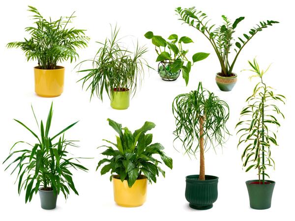10 plantes d’intérieur dépolluantes
