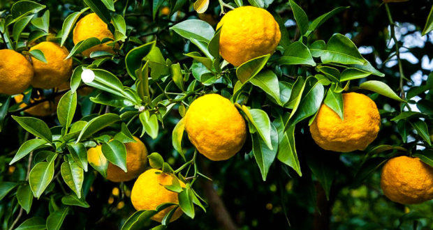 yuzu-citrus-tree-jardinerie riera venelles