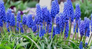 Planter et entretenir le muscari