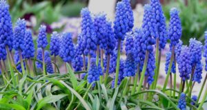 Planter et entretenir le muscari