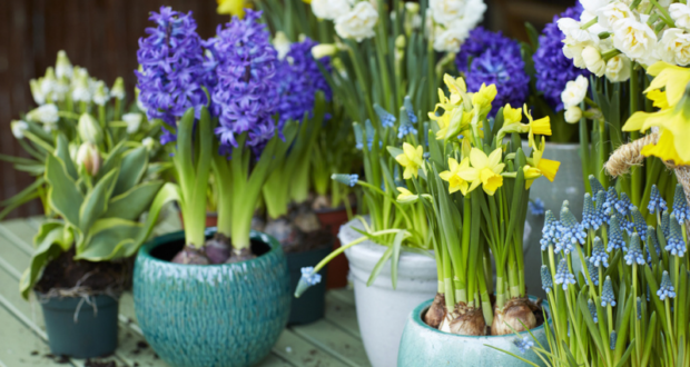 Bulbes en pot – jacinthe, narcisse, muscari – préparent le printemps en beauté !