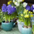 Bulbes en pot – jacinthe, narcisse, muscari – préparent le printemps en beauté !
