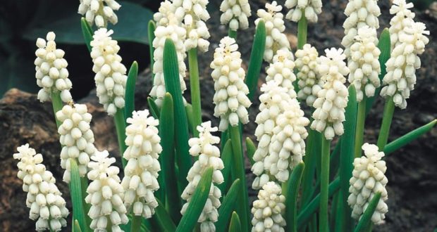 muscari jardinerie riera venelles