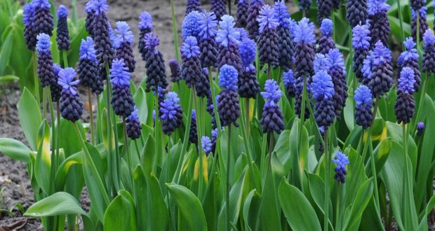 muscari_jardinerie riera