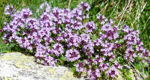 thyme-177261_960_720