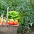 Bonnes et mauvaises associations de légumes au potager