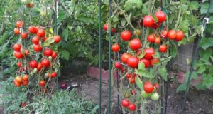 Traiter les parasites et maladies des tomates