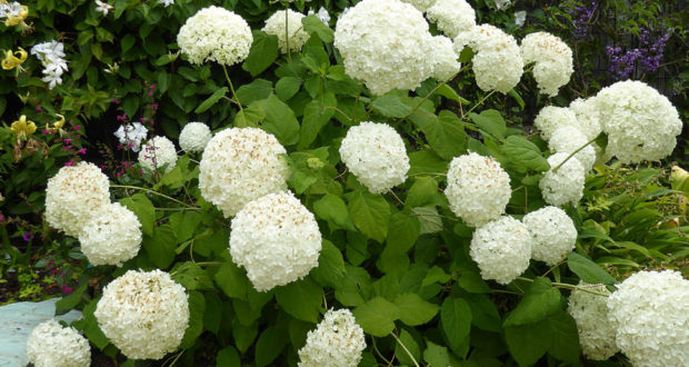 hortensia riera