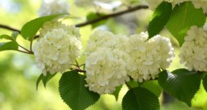 A quel endroit couper les hortensias ?