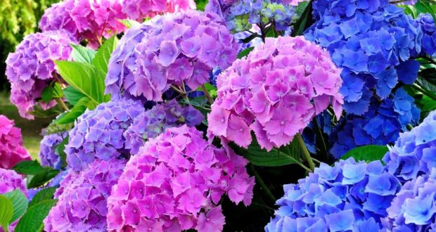 hortensia1