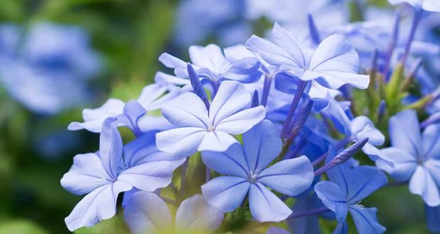 Le plumbago