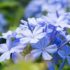 Le plumbago