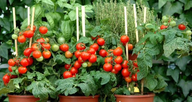 tomates riera venelles Aix