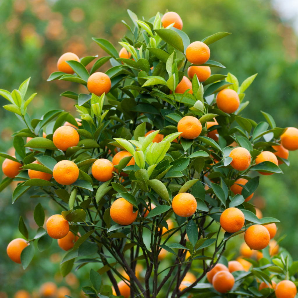 Satsuma owari Jardinerie Riera