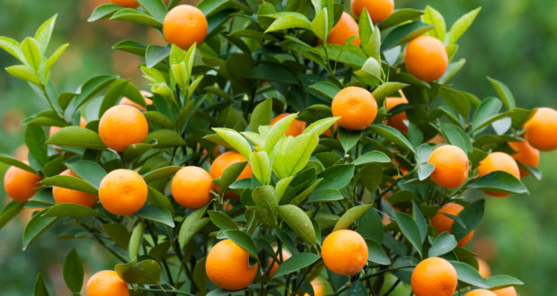 Dwarf-Brown-Select-Satsuma-Tree-03