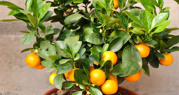 Dwarf-Owari-Satsuma-Tree-01