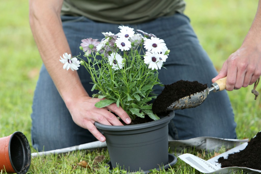 Rempoter une plante Jardinerie Riera