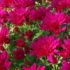 Les plantes de Toussaint