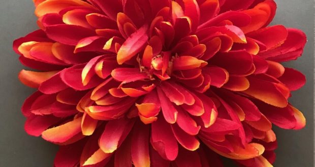 chrysantheme promo riera venelles2