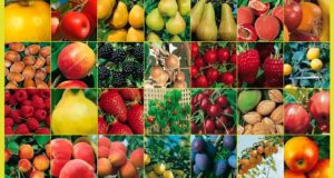 Les fruitiers sont arrivés!