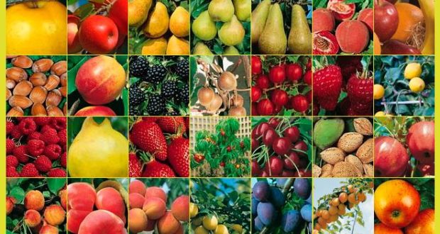 Les fruitiers sont arrivés!