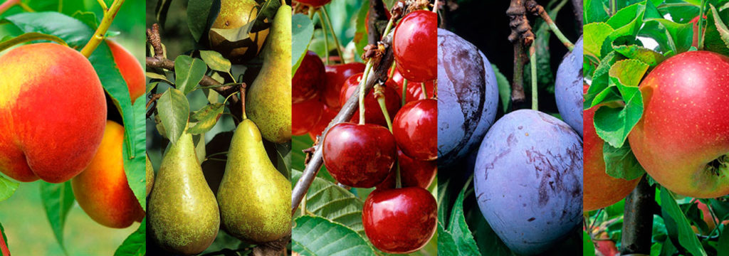 arbres-fruitiers