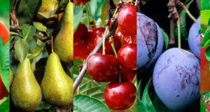 La saison idéale pour planter les arbres fruitiers